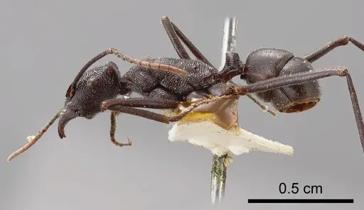 Rhytidoponera mirabilis specimen