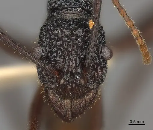 Rhytidoponera nexa specimen