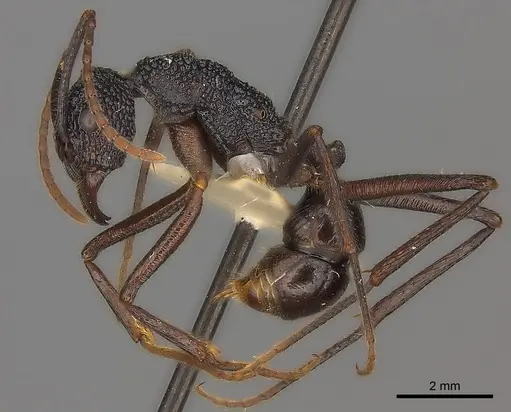 Rhytidoponera nexa specimen