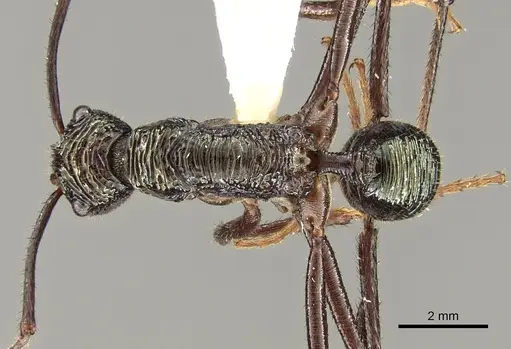 Rhytidoponera nexa - CASENT0281336