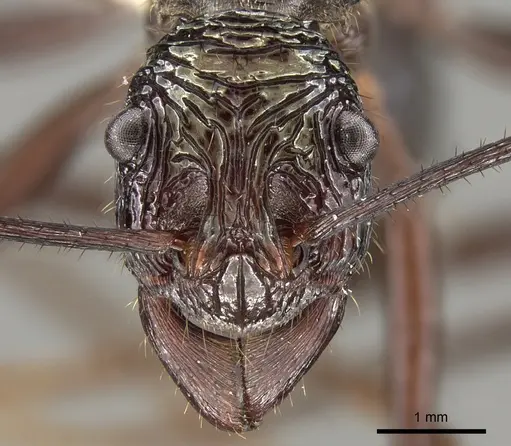 Rhytidoponera nexa - CASENT0281336