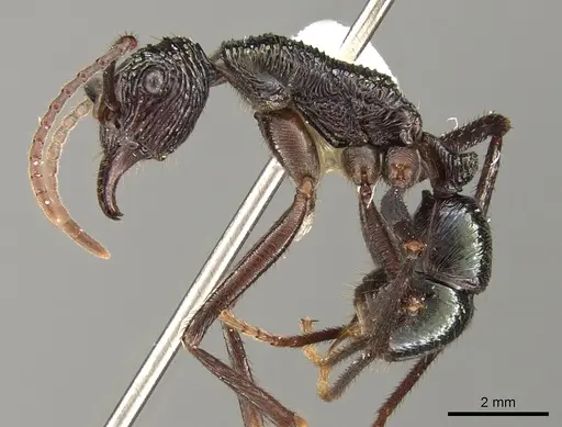 Rhytidoponera nexa - CASENT0281336