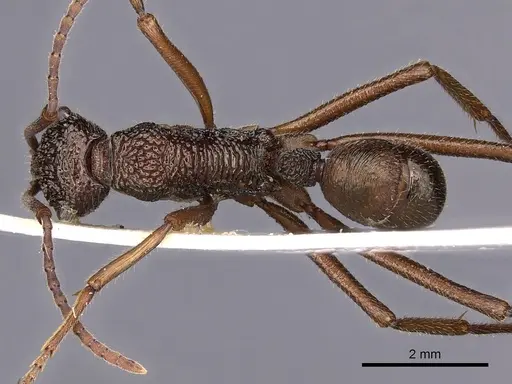 Rhytidoponera nexa - CASENT0900525