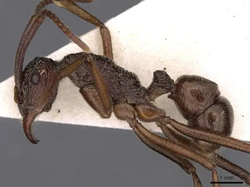 Rhytidoponera nexa - CASENT0900525