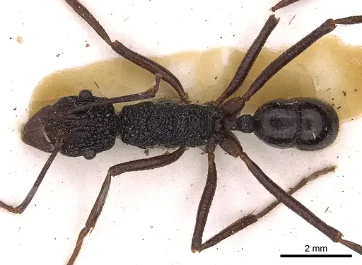 Rhytidoponera nexa - CASENT0900526