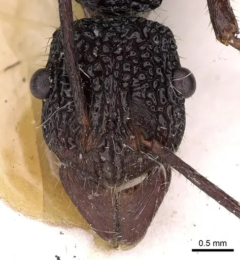 Rhytidoponera nexa - CASENT0900526