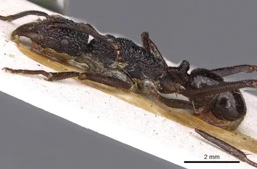 Rhytidoponera nexa - CASENT0900526