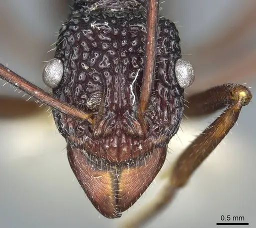 Rhytidoponera nexa - CASENT0915926