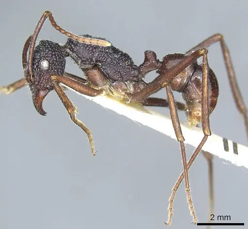 Rhytidoponera nexa - CASENT0915926