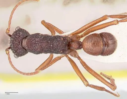 Rhytidoponera nexa - FOCOL0901