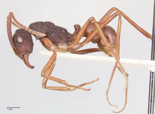 Rhytidoponera nexa - FOCOL0901