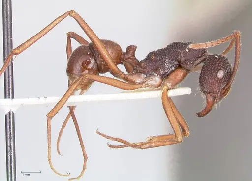 Rhytidoponera nexa - FOCOL0901