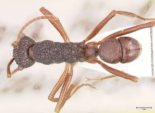 Rhytidoponera nexa - FOCOL0902