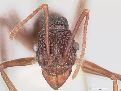 Rhytidoponera nexa - FOCOL0902