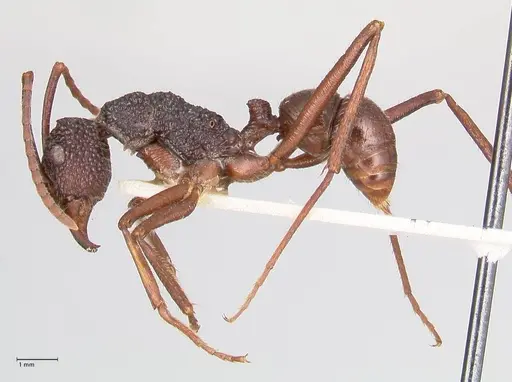 Rhytidoponera nexa - FOCOL0902