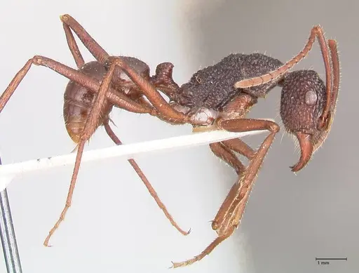 Rhytidoponera nexa - FOCOL0902