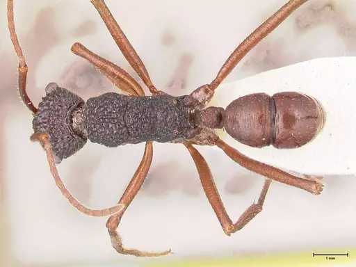 Rhytidoponera nexa - FOCOL0903