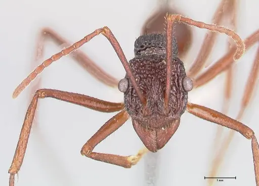 Rhytidoponera nexa - FOCOL0903