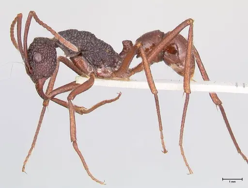 Rhytidoponera nexa - FOCOL0903