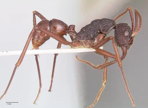 Rhytidoponera nexa - FOCOL0903