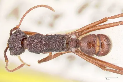 Rhytidoponera nexa - FOCOL0906