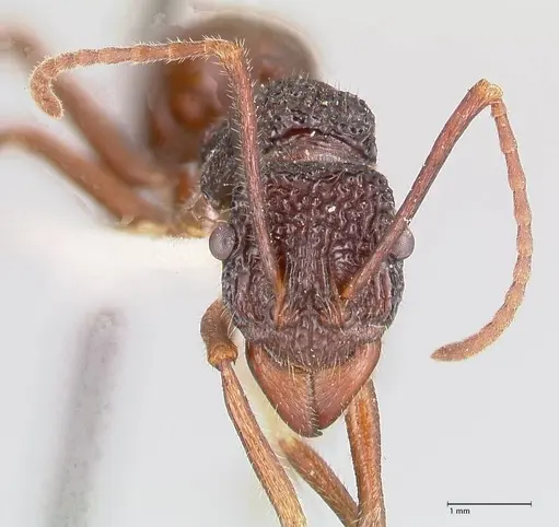 Rhytidoponera nexa - FOCOL0906