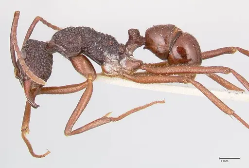 Rhytidoponera nexa - FOCOL0906