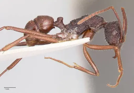 Rhytidoponera nexa - FOCOL0906