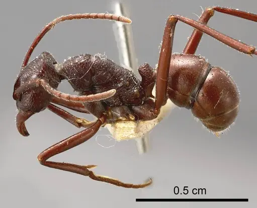 Rhytidoponera nitida specimen