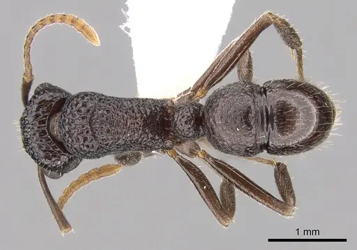 Rhytidoponera nitidiventris specimen