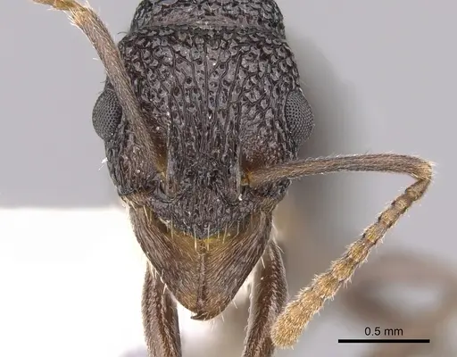 Rhytidoponera nitidiventris specimen