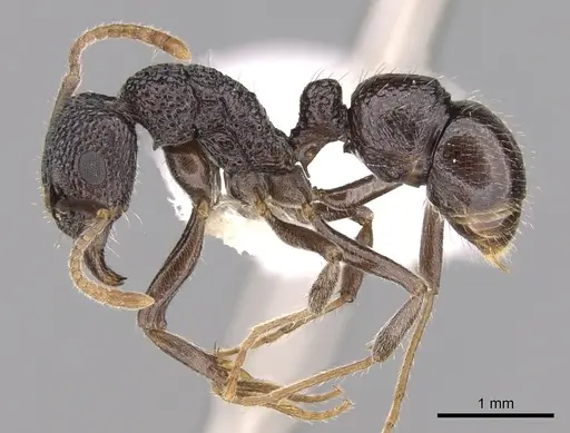 Rhytidoponera nitidiventris specimen