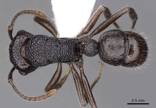 Rhytidoponera nitidiventris - CASENT0900539