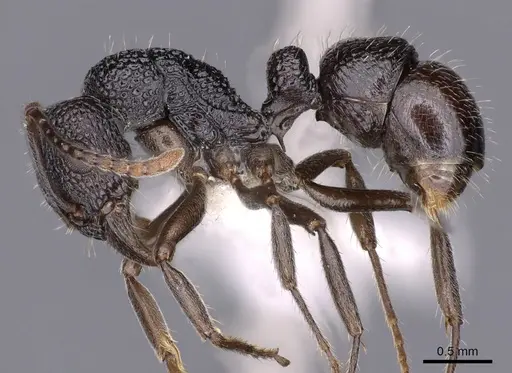 Rhytidoponera nitidiventris - CASENT0900539