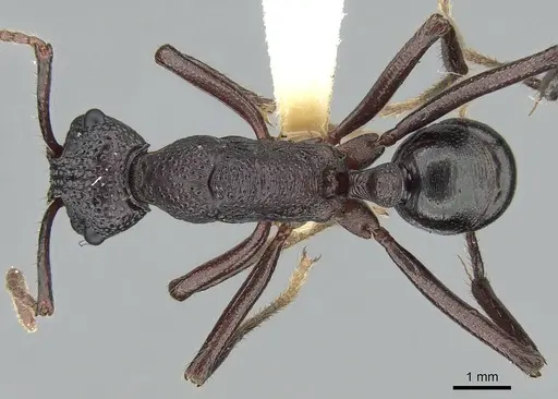 Rhytidoponera nodifera specimen