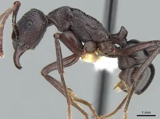 Rhytidoponera nodifera specimen