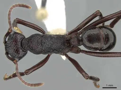 Rhytidoponera nodifera - CASENT0281298