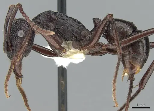 Rhytidoponera nodifera - CASENT0281298