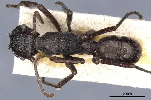 Rhytidoponera nodifera - CASENT0903820