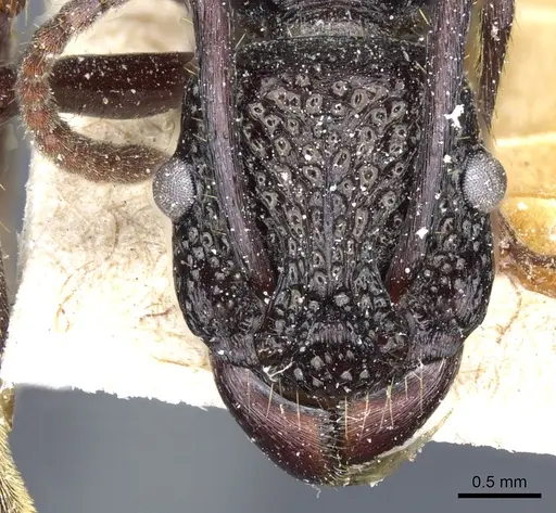 Rhytidoponera nodifera - CASENT0903820