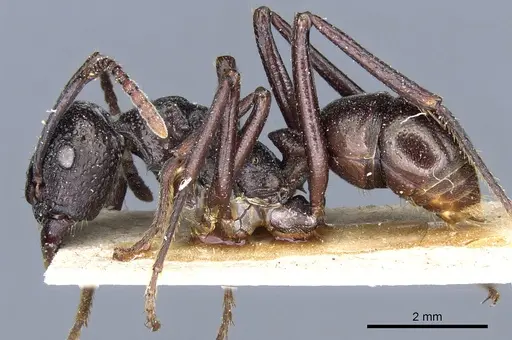 Rhytidoponera nodifera - CASENT0903820