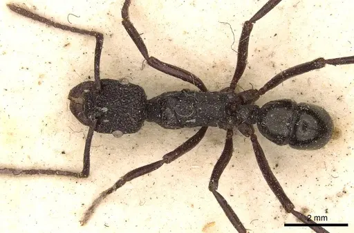 Rhytidoponera nodifera - CASENT0907151