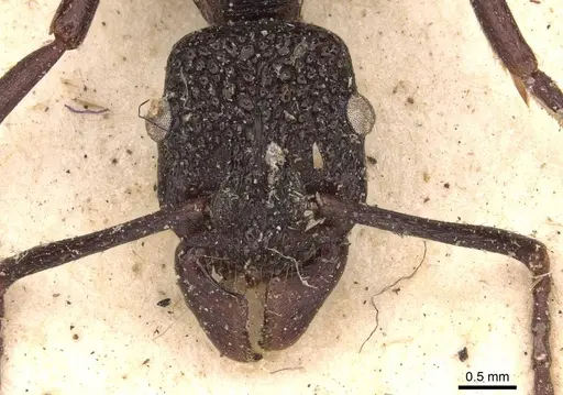 Rhytidoponera nodifera - CASENT0907151