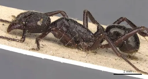 Rhytidoponera nodifera - CASENT0907151