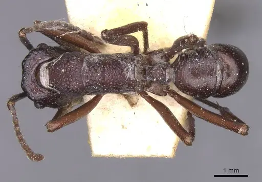 Rhytidoponera nodifera - CASENT0915141