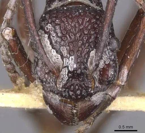 Rhytidoponera nodifera - CASENT0915141