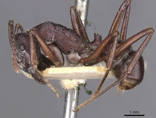 Rhytidoponera nodifera - CASENT0915141