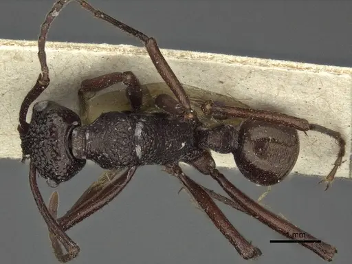Rhytidoponera nodifera - CASENT0916603