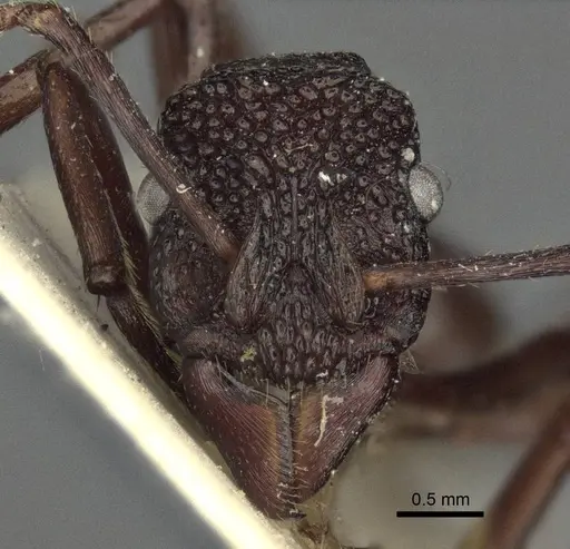 Rhytidoponera nodifera - CASENT0916603