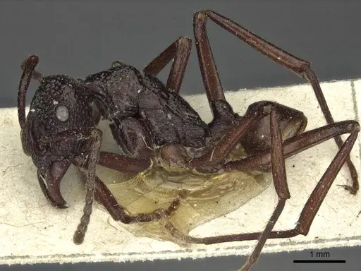 Rhytidoponera nodifera - CASENT0916603